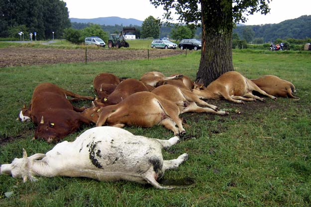 Νεκρές αγελάδες από κεραυνοπληξία (χτύπημα εδάφους).