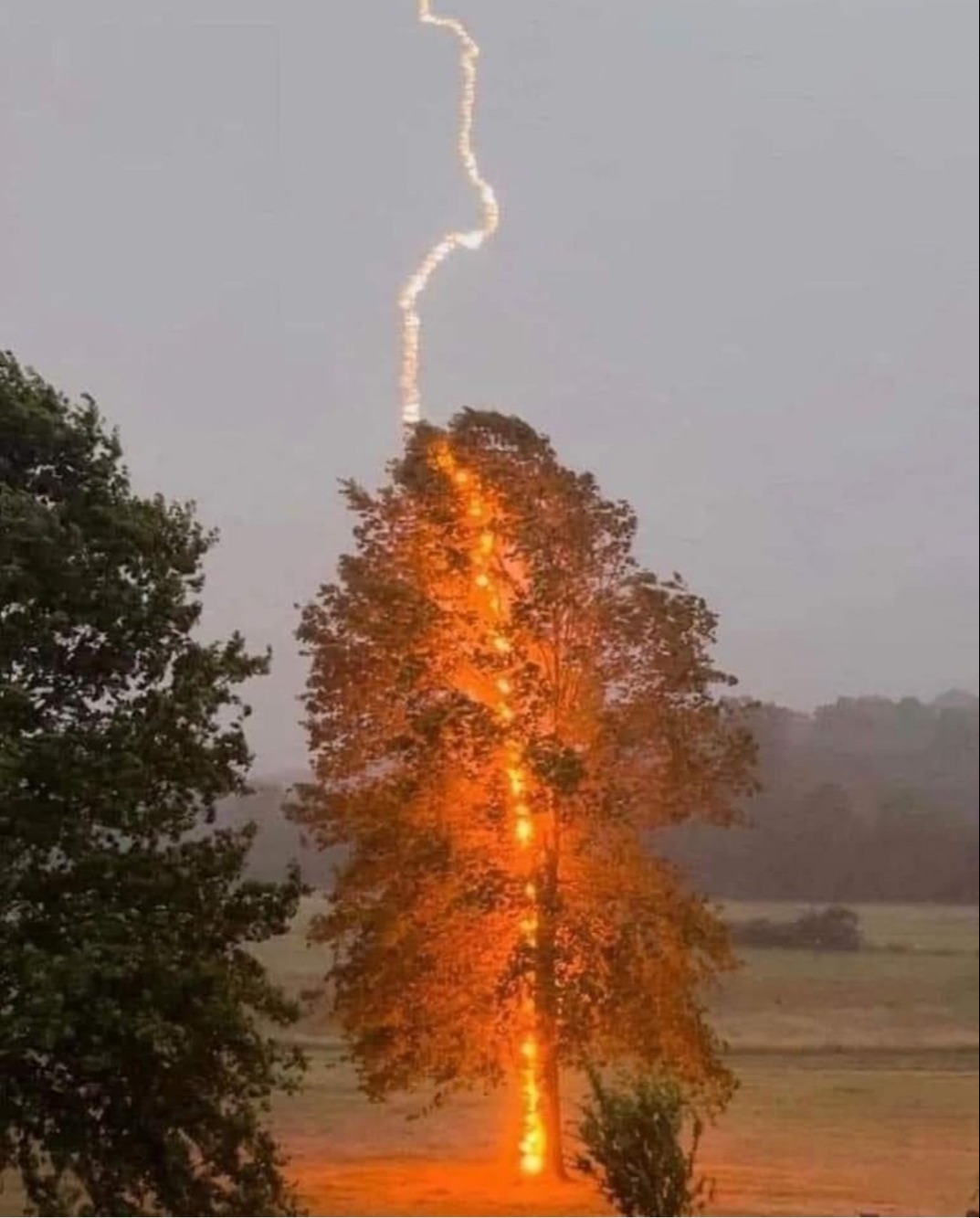 Thunder_Strikes_a_tree